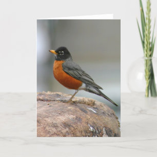 American Robin Notecard