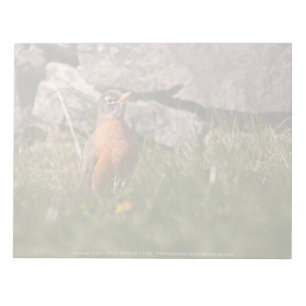 American Robin Notepad