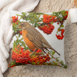 American Robin on the Pyracantha Cushion