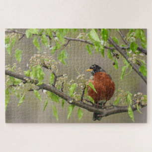 American Robin Perched on Branch w/Spring Blooms Jigsaw Puzzle