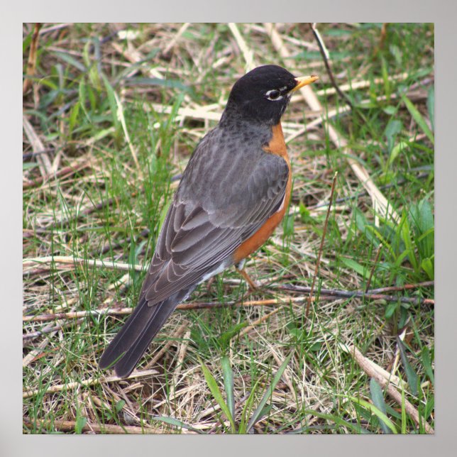 American Robin Photo Poster (Front)