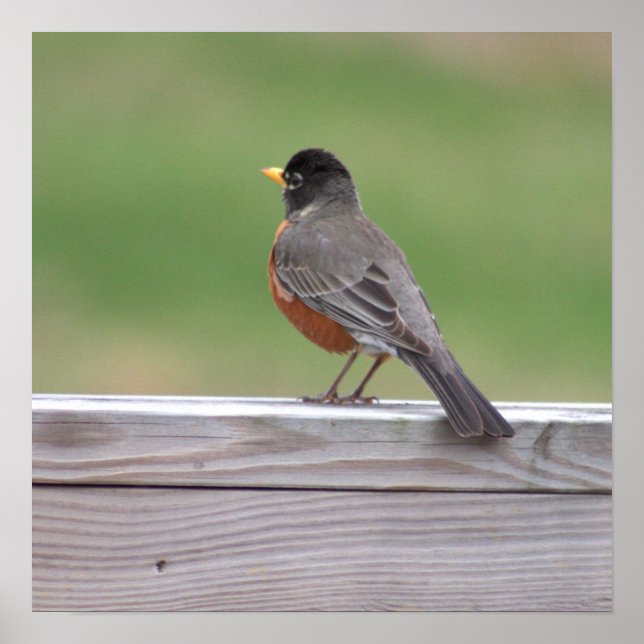 American Robin Photo Poster (Front)