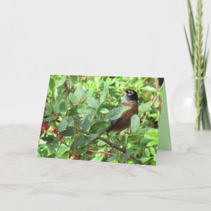 American Robin Portrait - Backyard Bird Series Card