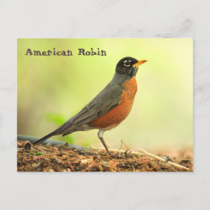 American Robin Postcard