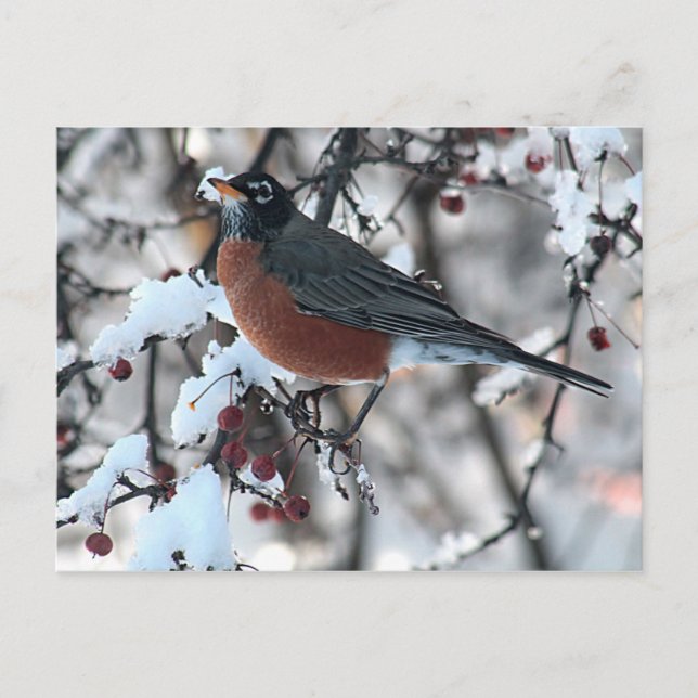 American robin postcard (Front)