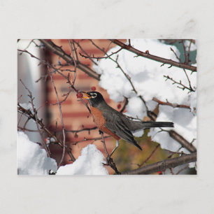 American robin postcard