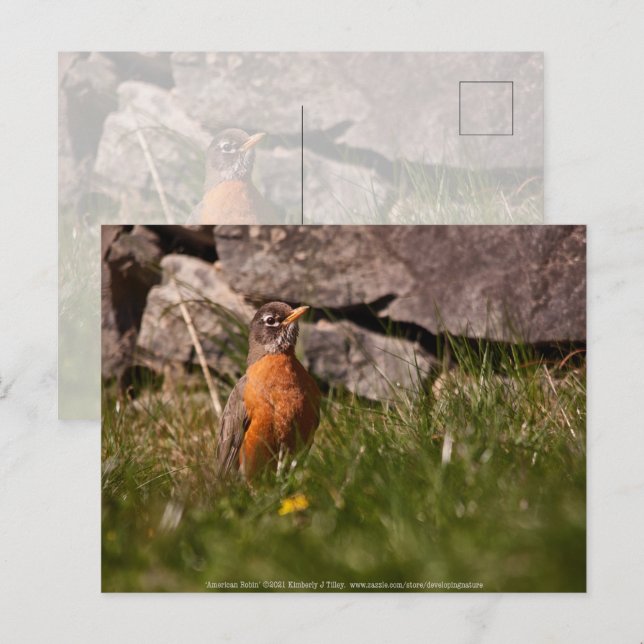 American Robin Postcard (Front/Back)