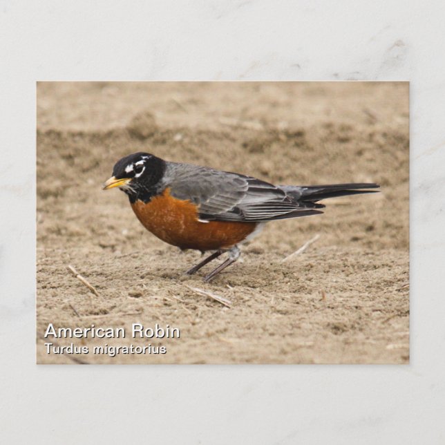 American Robin Postcard (Front)