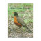 American Robin
