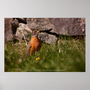 American Robin Poster