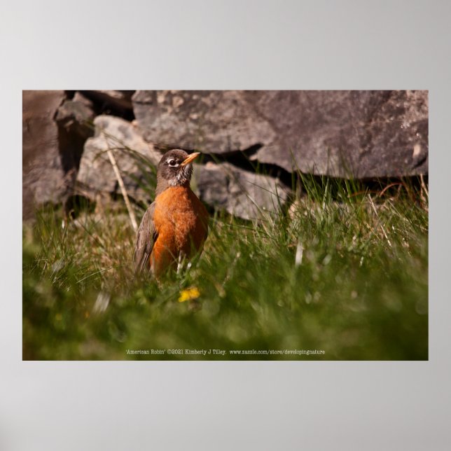 American Robin Poster (Front)