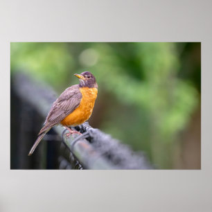 American Robin Poster