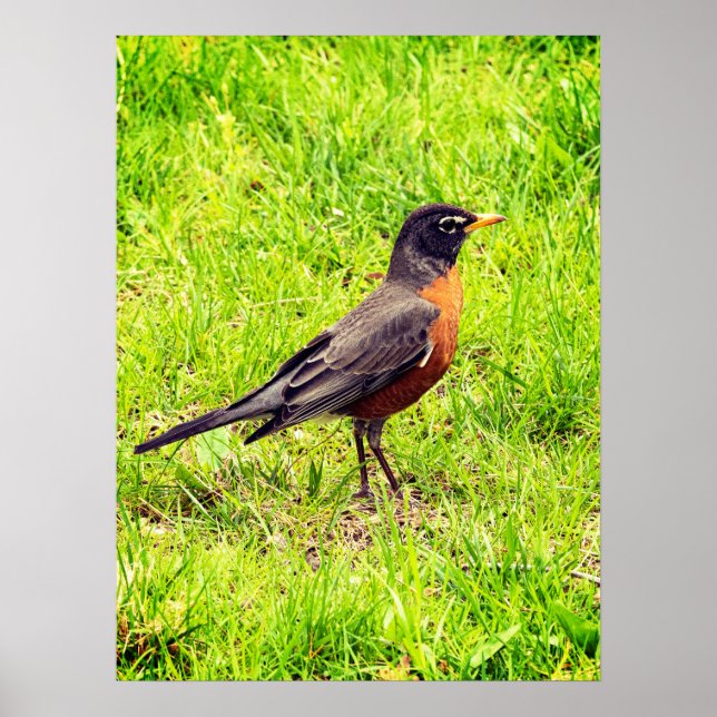 American Robin Poster (Front)