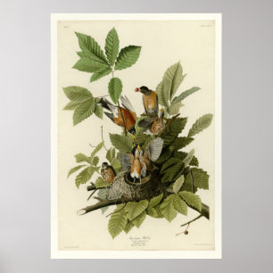 American Robin Poster