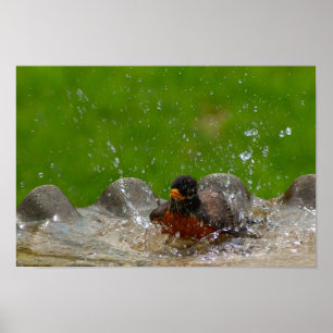 American Robin Print