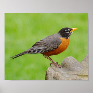 American Robin Print
