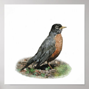 American Robin Prints & Posters