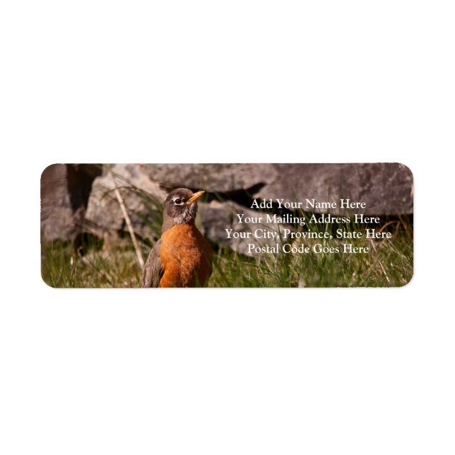 American Robin Return Address Label (Front)