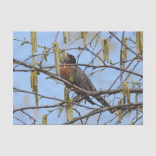 American Robin Spring Blossoms Catkins Tissue Paper