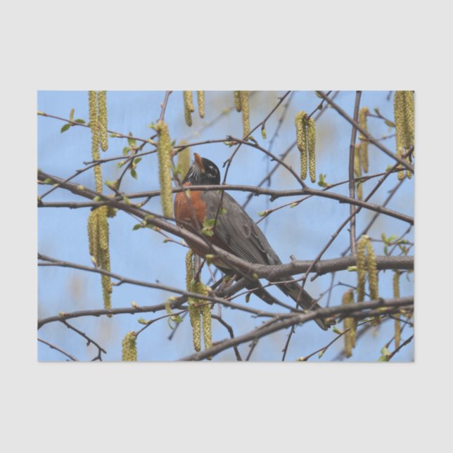 American Robin Spring Blossoms Catkins Tissue Paper (Front)