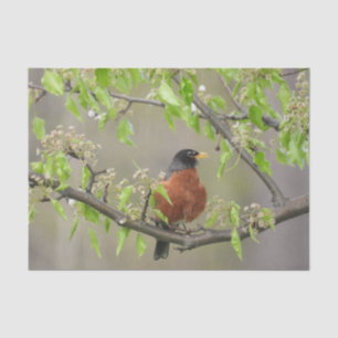 American Robin Spring Blossoms Tissue Paper