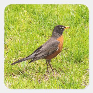 American Robin Square Sticker