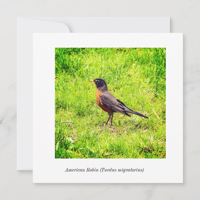 American Robin (Turdus migratorius) (Front)