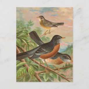 American Robin Vintage Bird Illustration Postcard