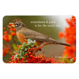 American Robin with a Pyracantha Pomme Magnet