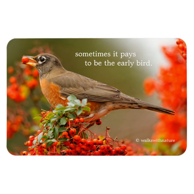 American Robin with a Pyracantha Pomme Magnet (Horizontal)