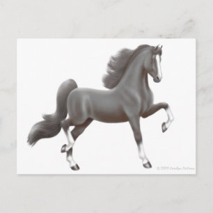 American Saddlebred Horse Postcard