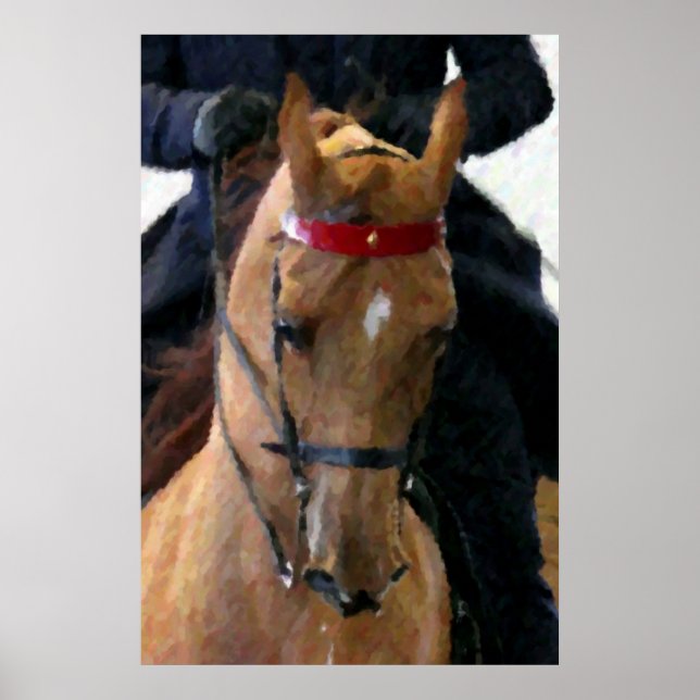 American Saddlebred Horse Poster Print (Front)