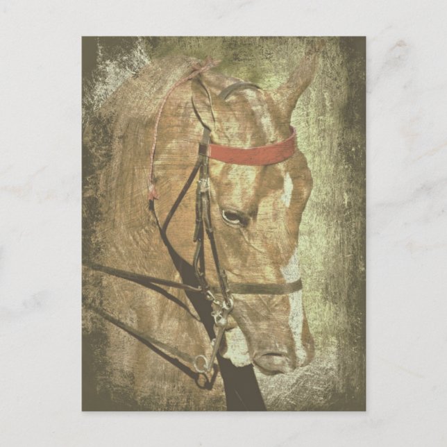 American Saddlebred Postcard (Front)