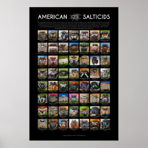 "American Salticids" Jumping Spider Faces Poster