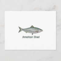 American Shad (titled)