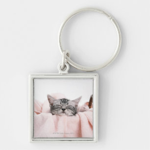 American Shorthair 10 Key Ring