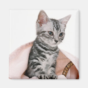 American Shorthair 2 Magnet