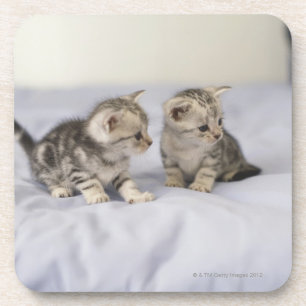 American Shorthair 7 Coaster