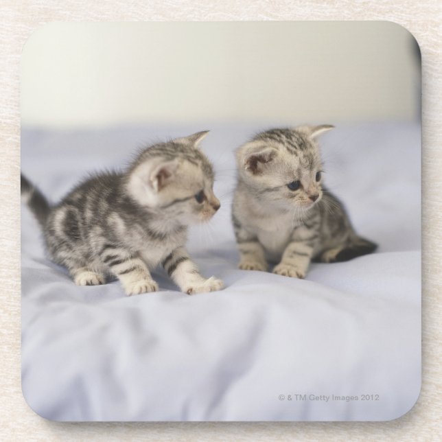 American Shorthair 7 Coaster (Front)