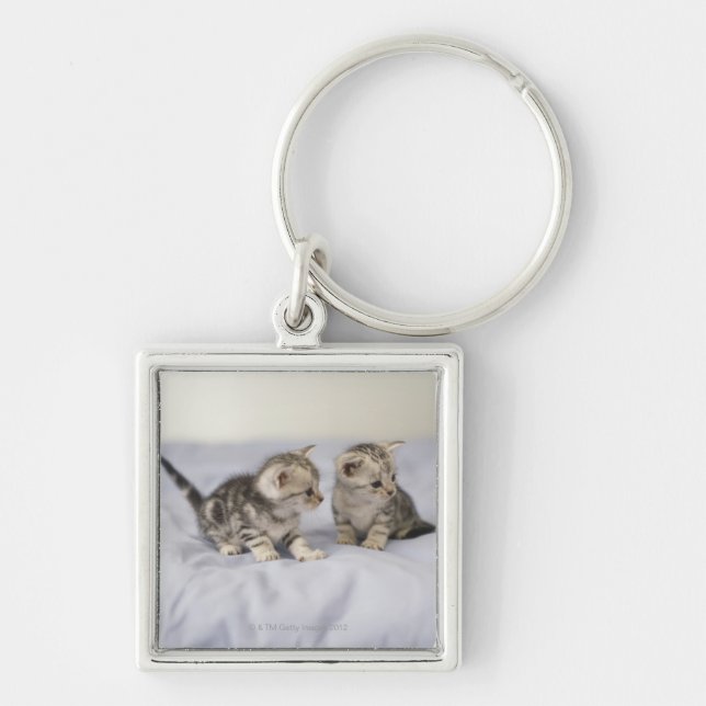American Shorthair 7 Key Ring (Front)