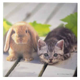 American Shorthair & Bunny Ceramic Tile