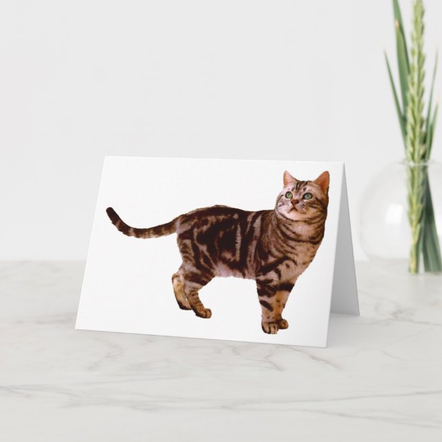 American Shorthair Card (Front)