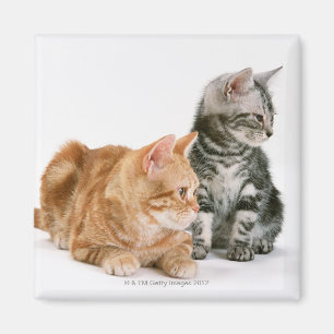 American Shorthair Cat 2 Magnet