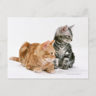 American Shorthair Cat 2 Postcard