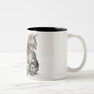 American Shorthair Cat 2 Two-Tone Coffee Mug