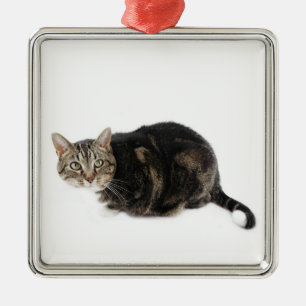 American Shorthair Cat Metal Ornament