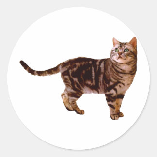 American Shorthair Classic Round Sticker