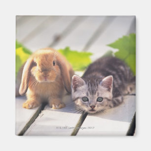 American Shorthair; is the most popular and most Magnet