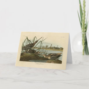 American Snipe (Wilson) Audubon's Birds of America Card
