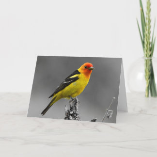 American Songbird Greetings Card
